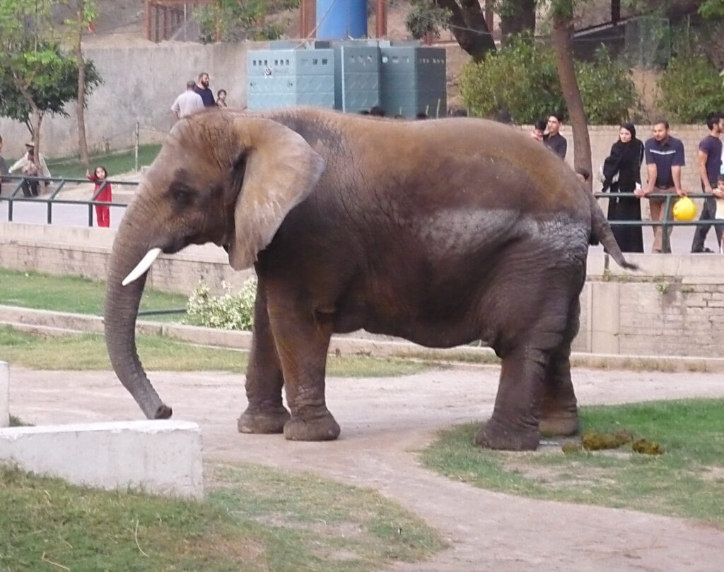 lahore zoo elephant