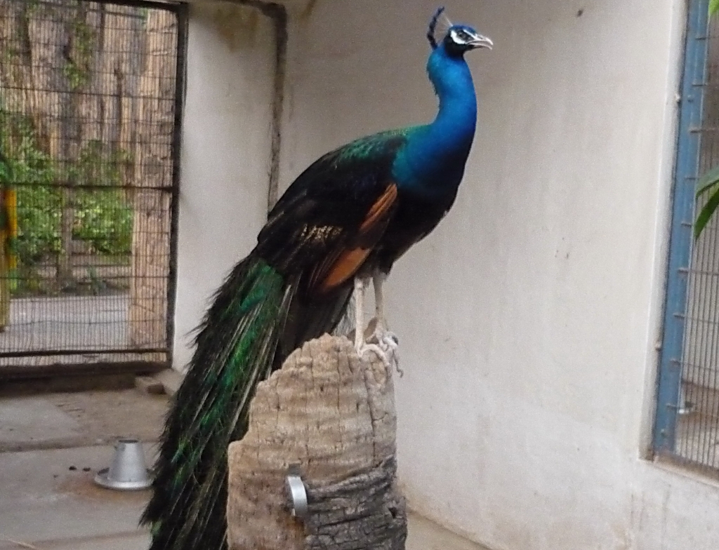 Lahore zoo birds