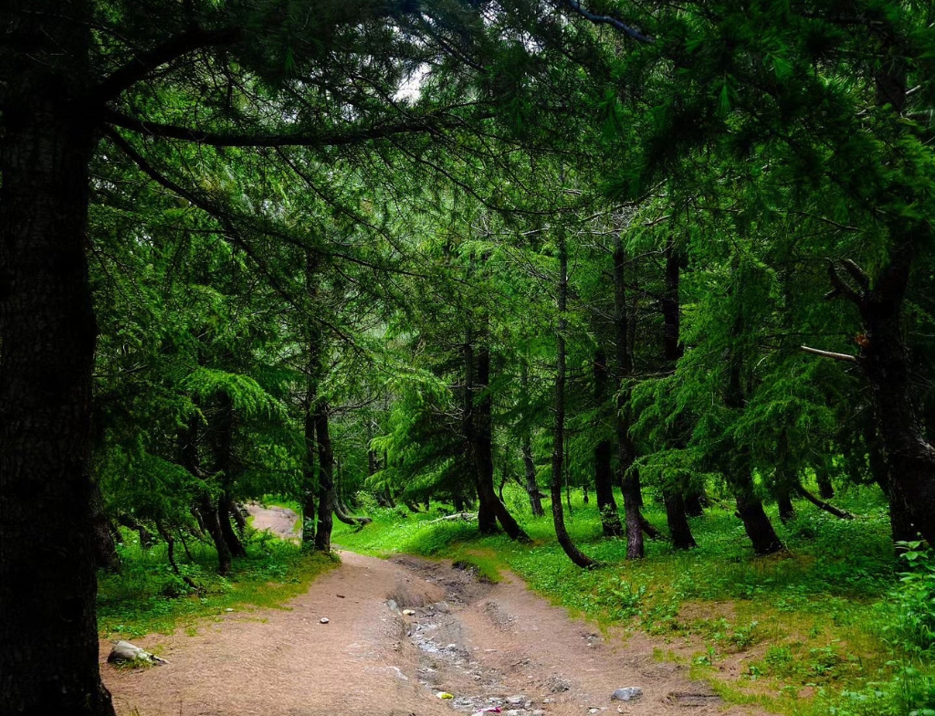 sharan forest hike