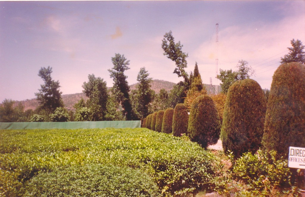 shinkiari tea garden