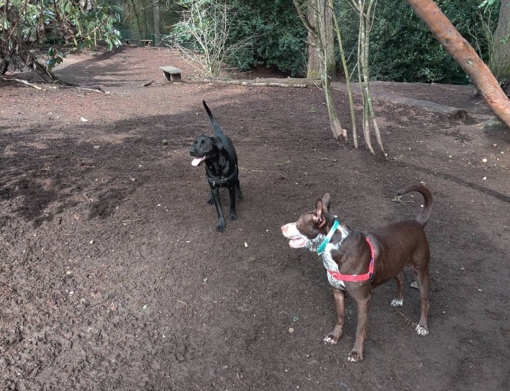 mountlake dog park : Best Dog Parks in the US