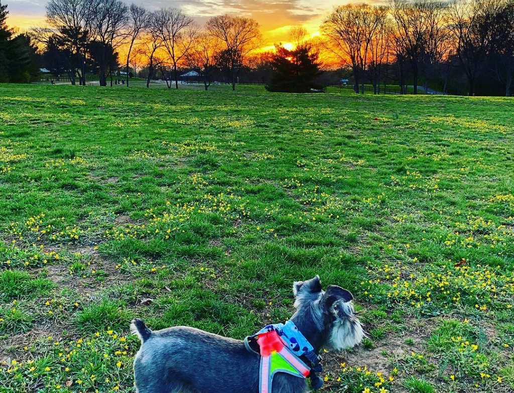 two rivers dog park