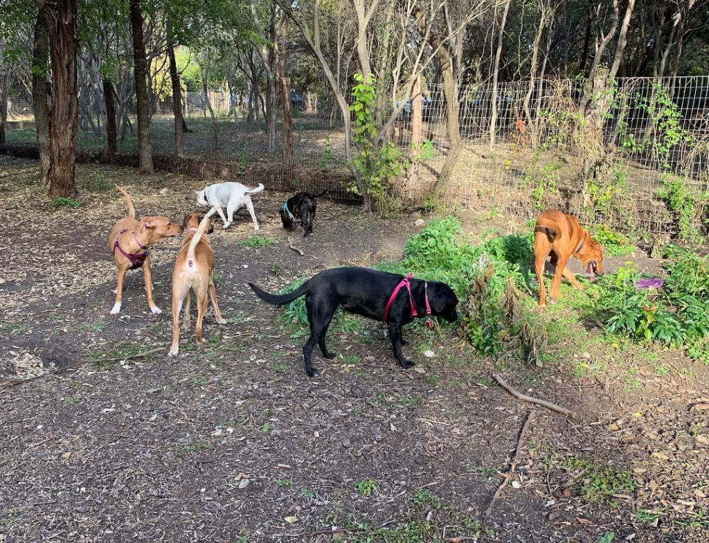 Phil Hardberger Park dog park