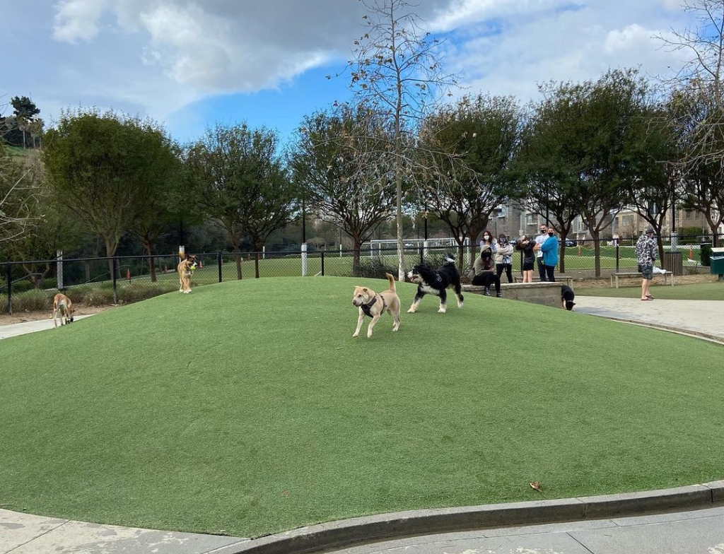 bluff creek dog park