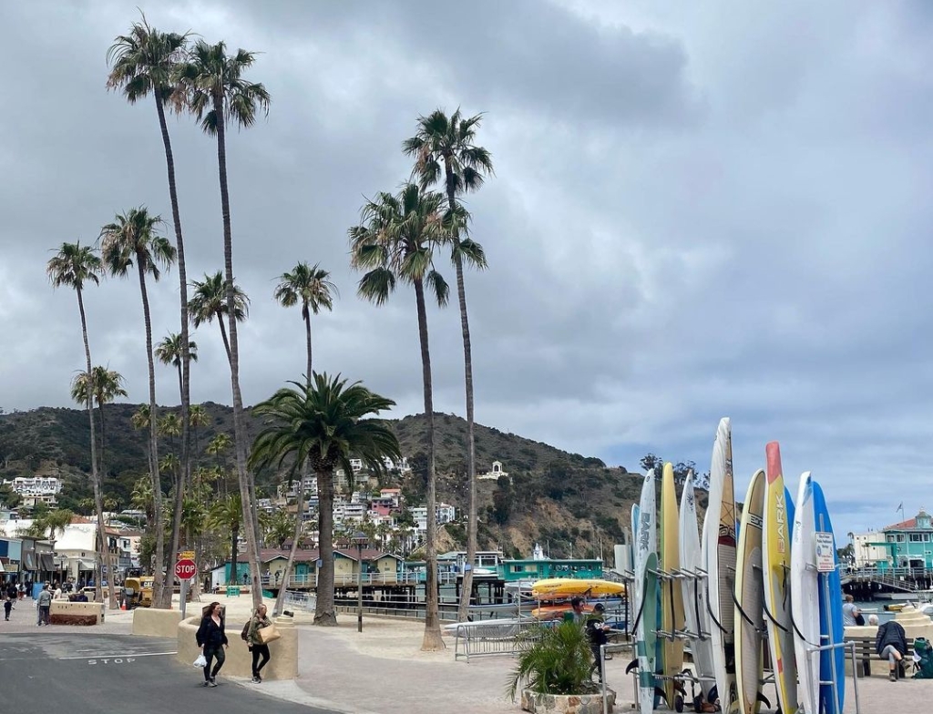 catalina island bison