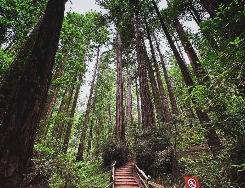 muir woods california