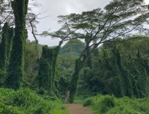 manoa falls trail