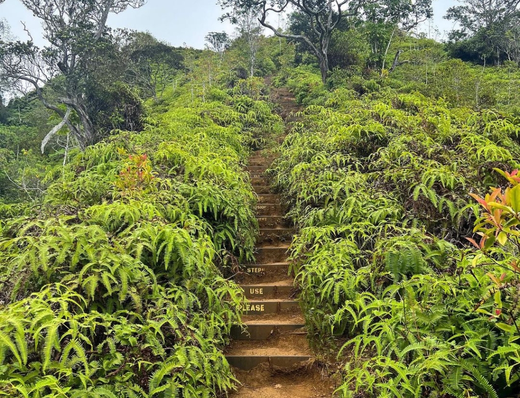 KULIOUOU RIDGE TRAILhead