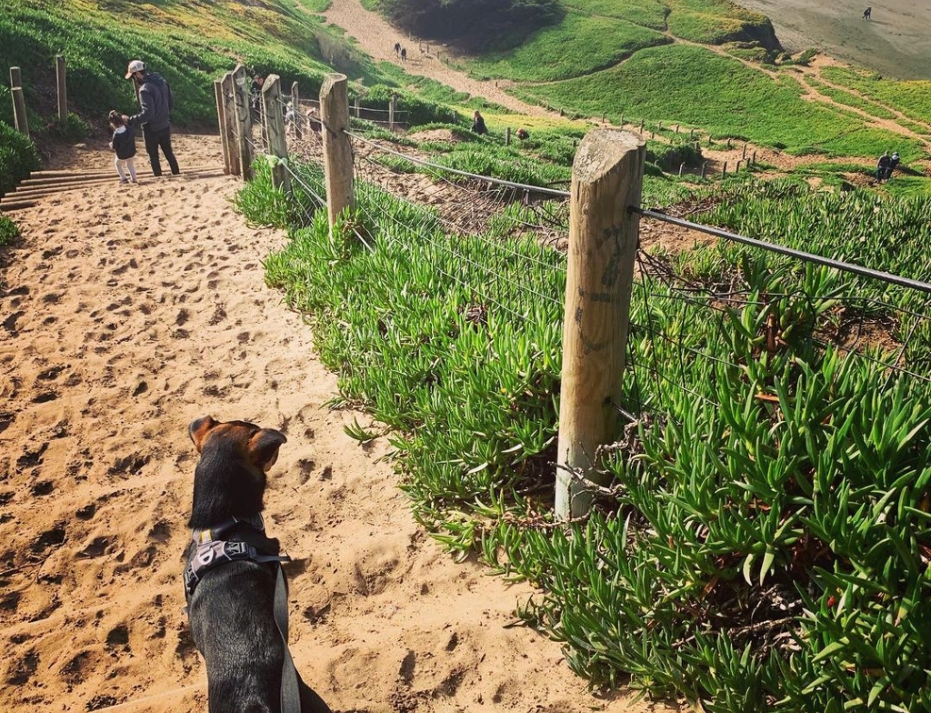 Fort Funston dog park