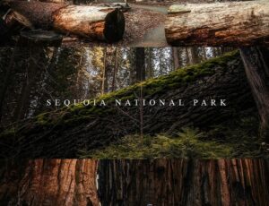 SEQUOIA pARK FOR FUN AND ADVENTURE