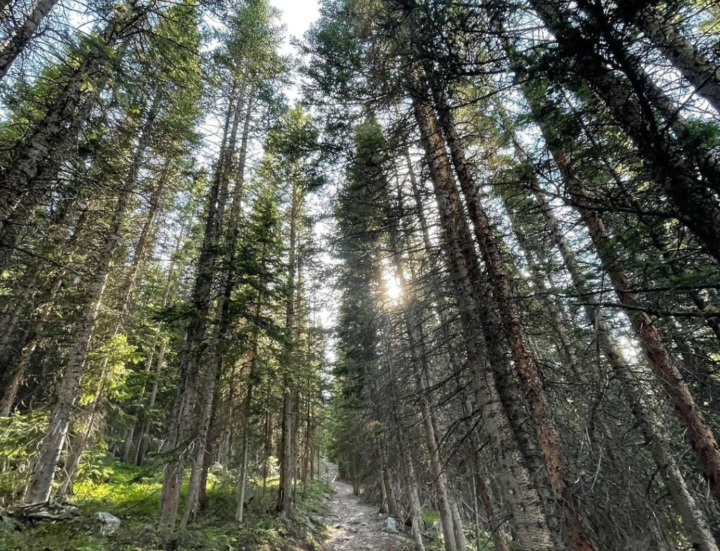 Lake Haiyaha trail