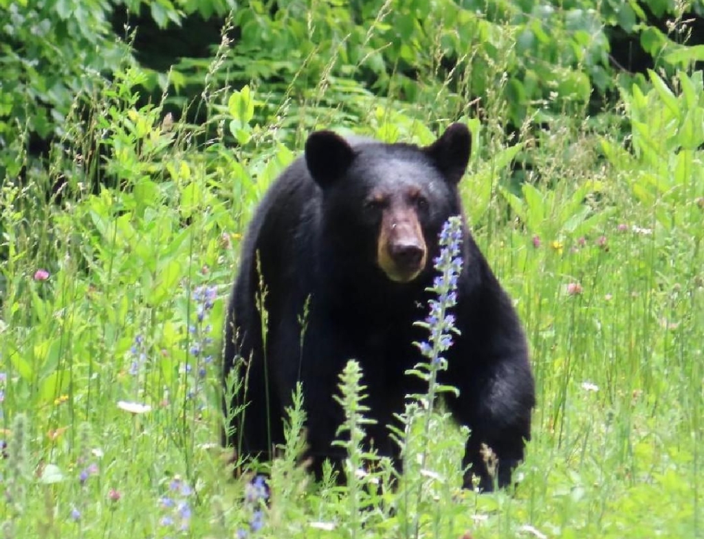 Monongahela National Forest animals