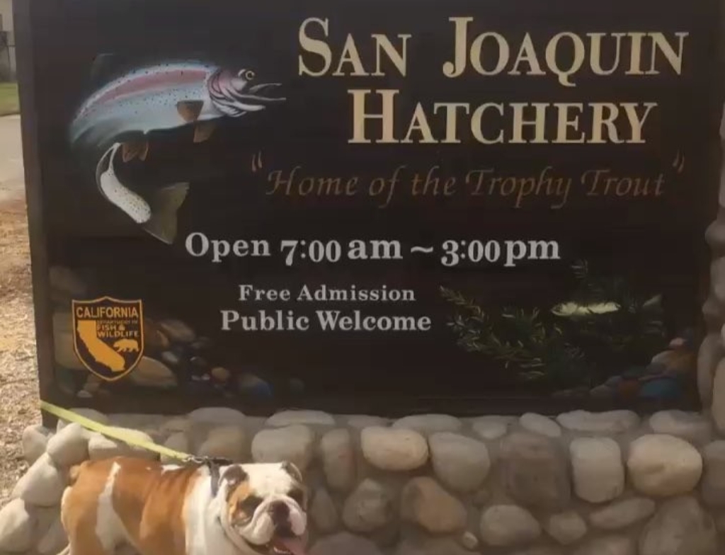 san joaquin hatchery 