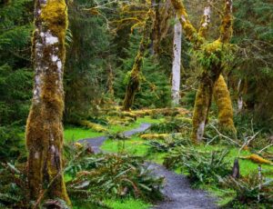 hoh national rainforest