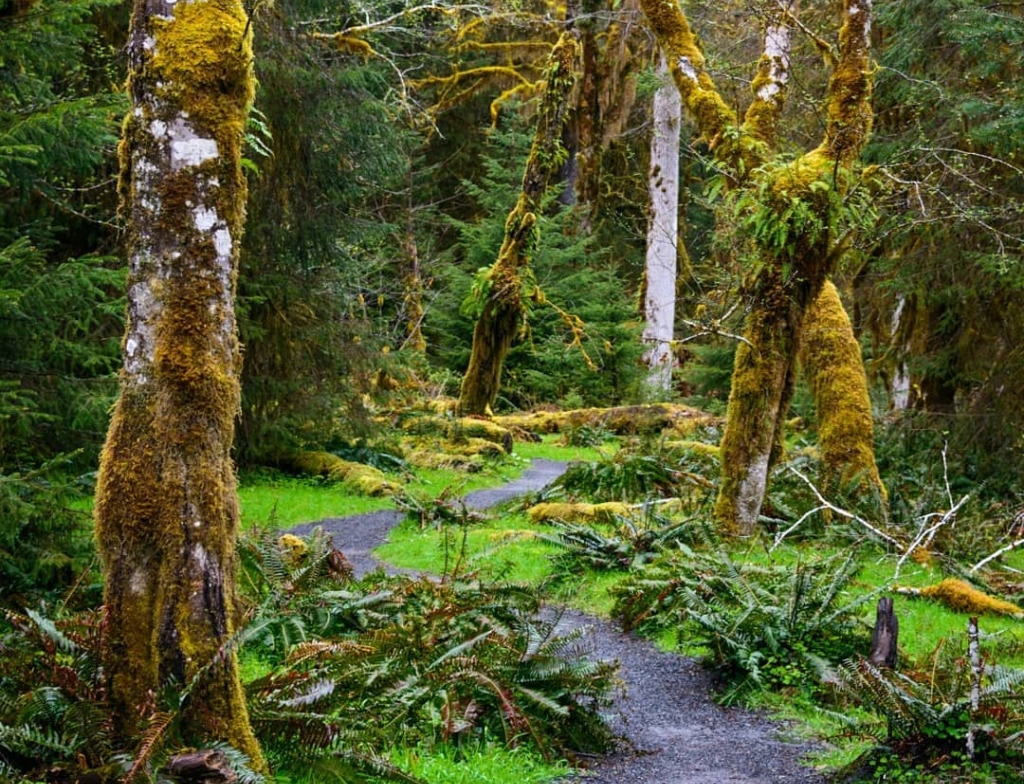 hoh national forest