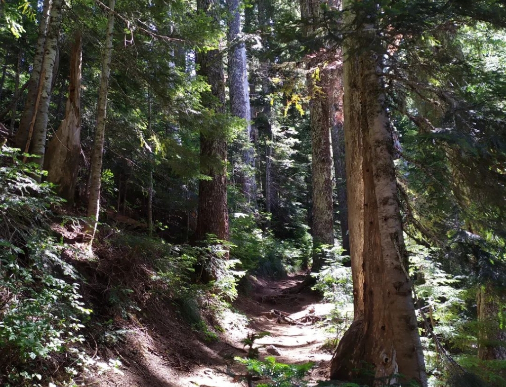 Tolmie peak trail conditions