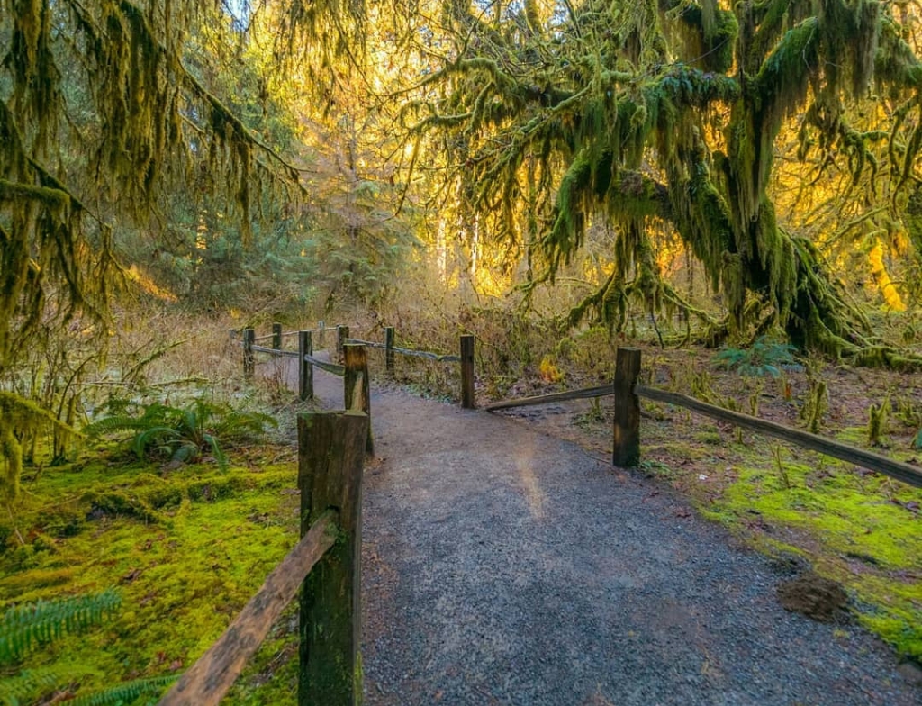 hoh national forest trail