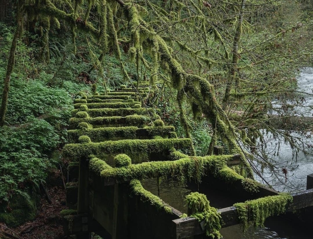 hoh rainforest