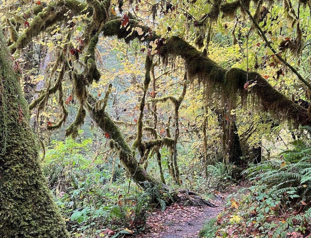 hoh national forest hiking