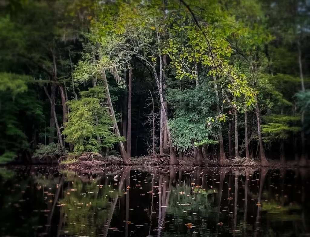 Congaree national park weather