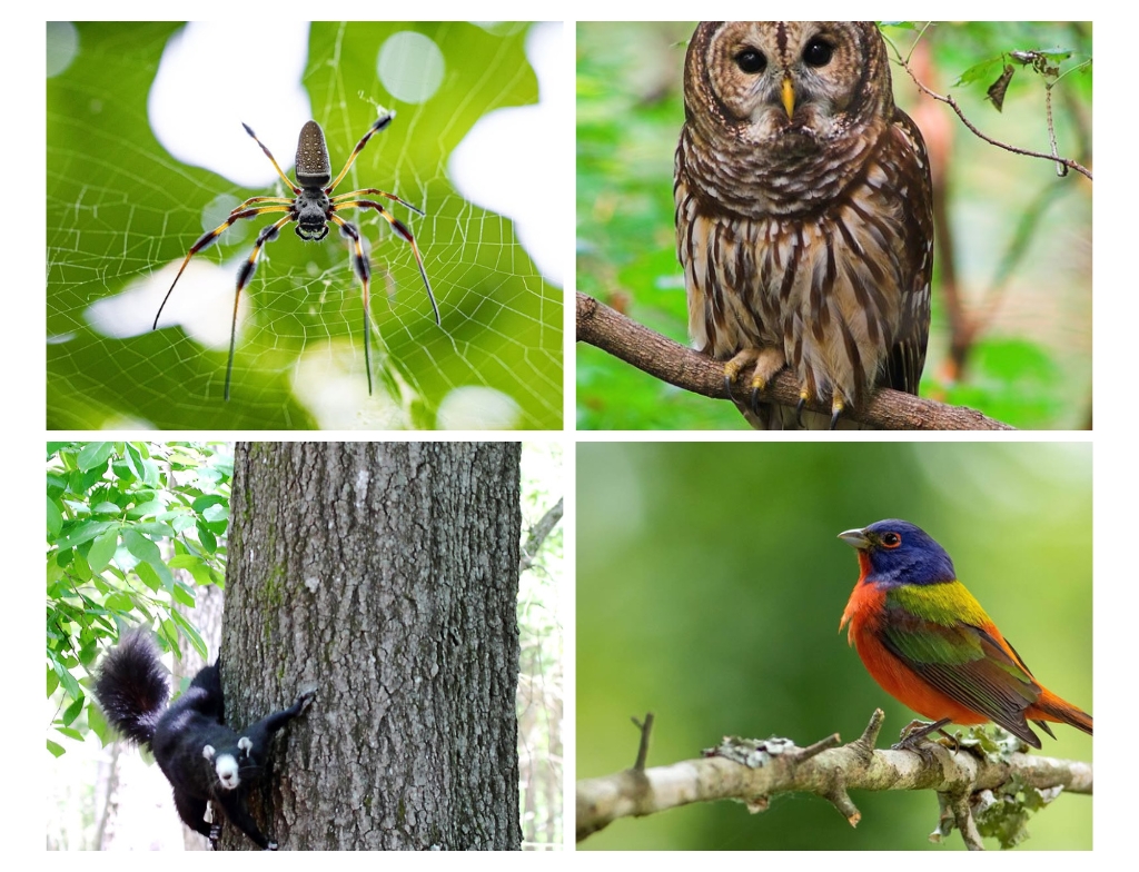 Congaree national park animals