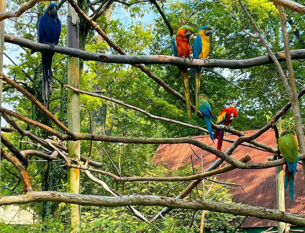 catoctin wildlife park