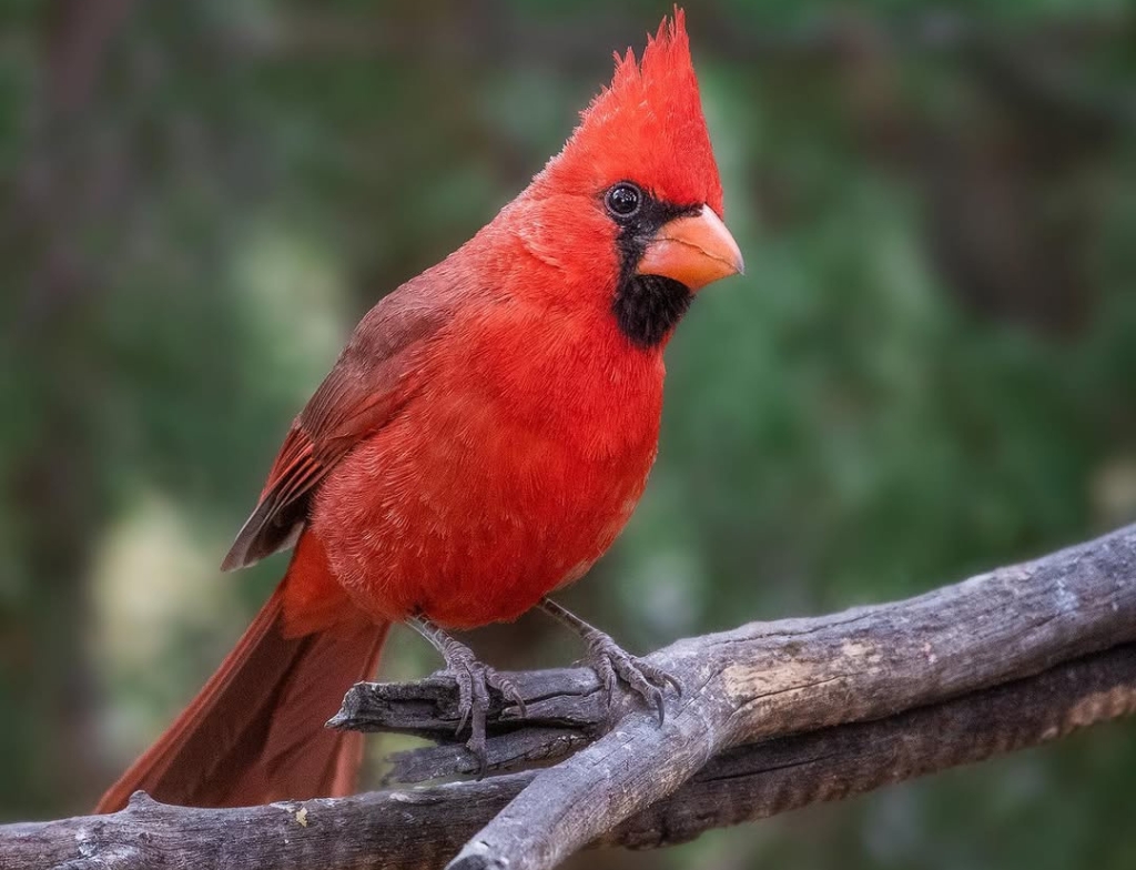 Paton Center for Hummingbirds