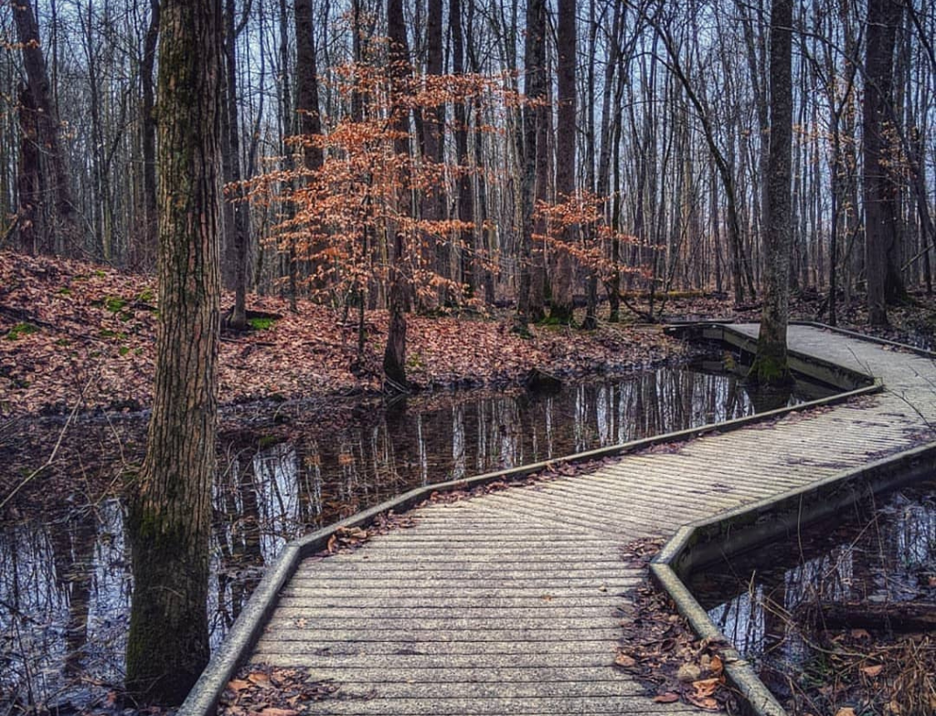 Congaree national park trails hike