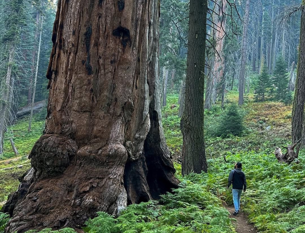 giant forest region