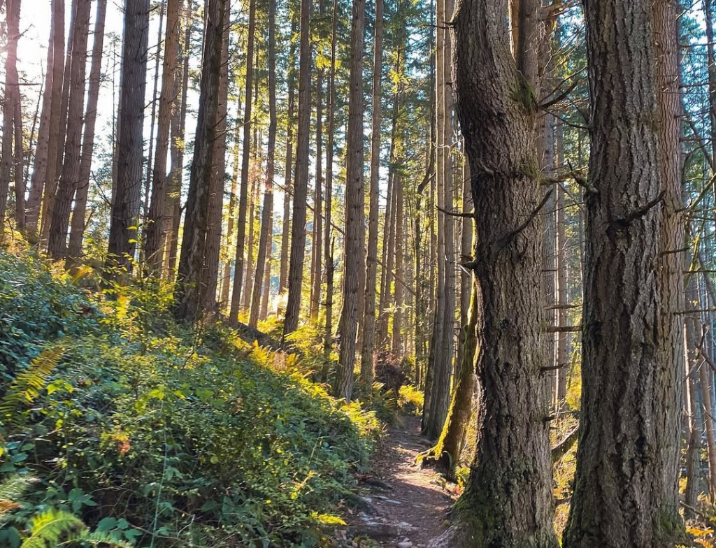 OysterDome trail