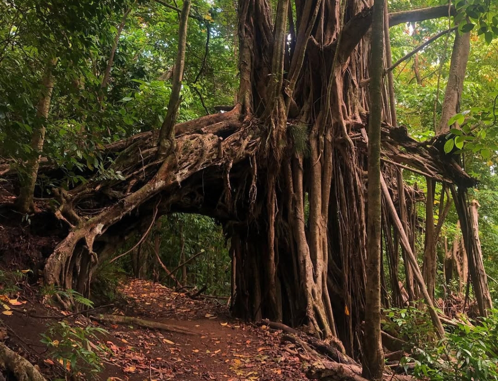 tantalus lookout - puu ualakaa state park trails