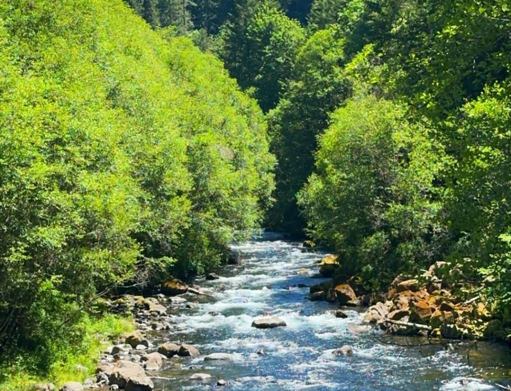 mckenzie river