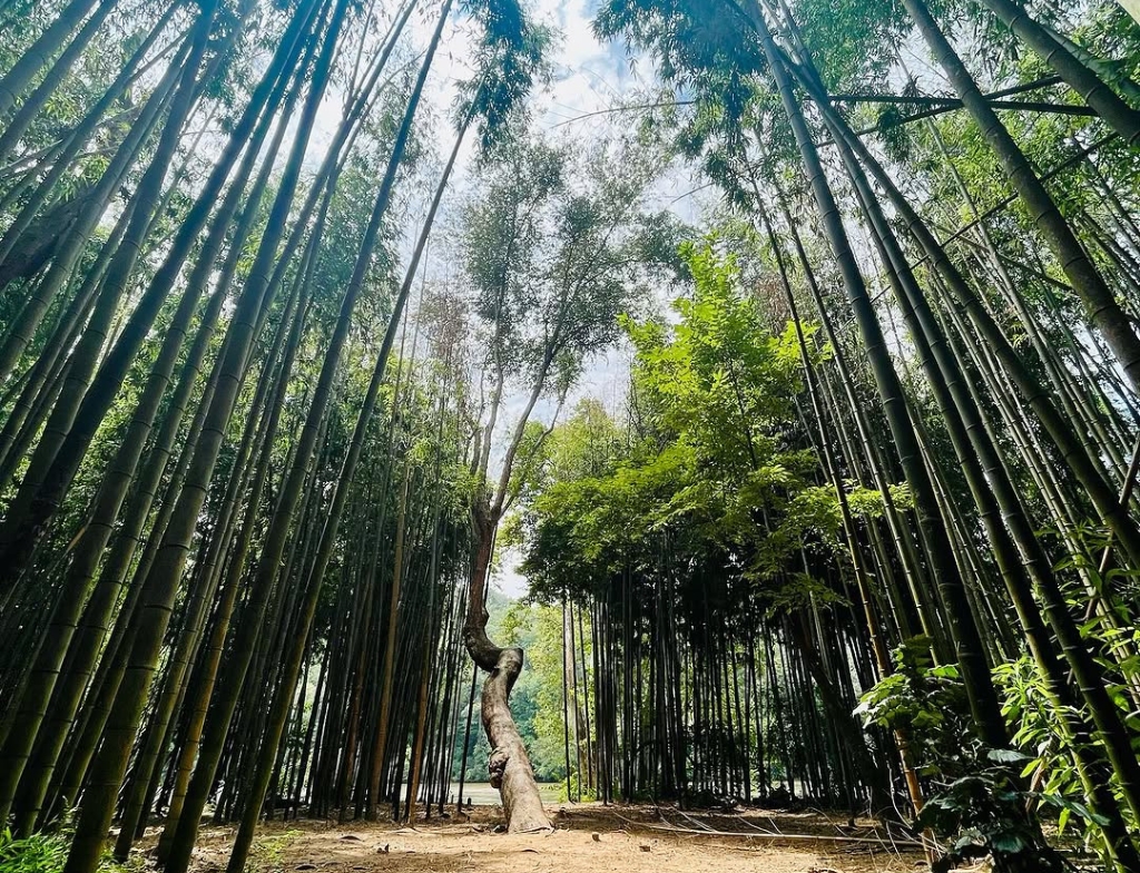 bamboo forest