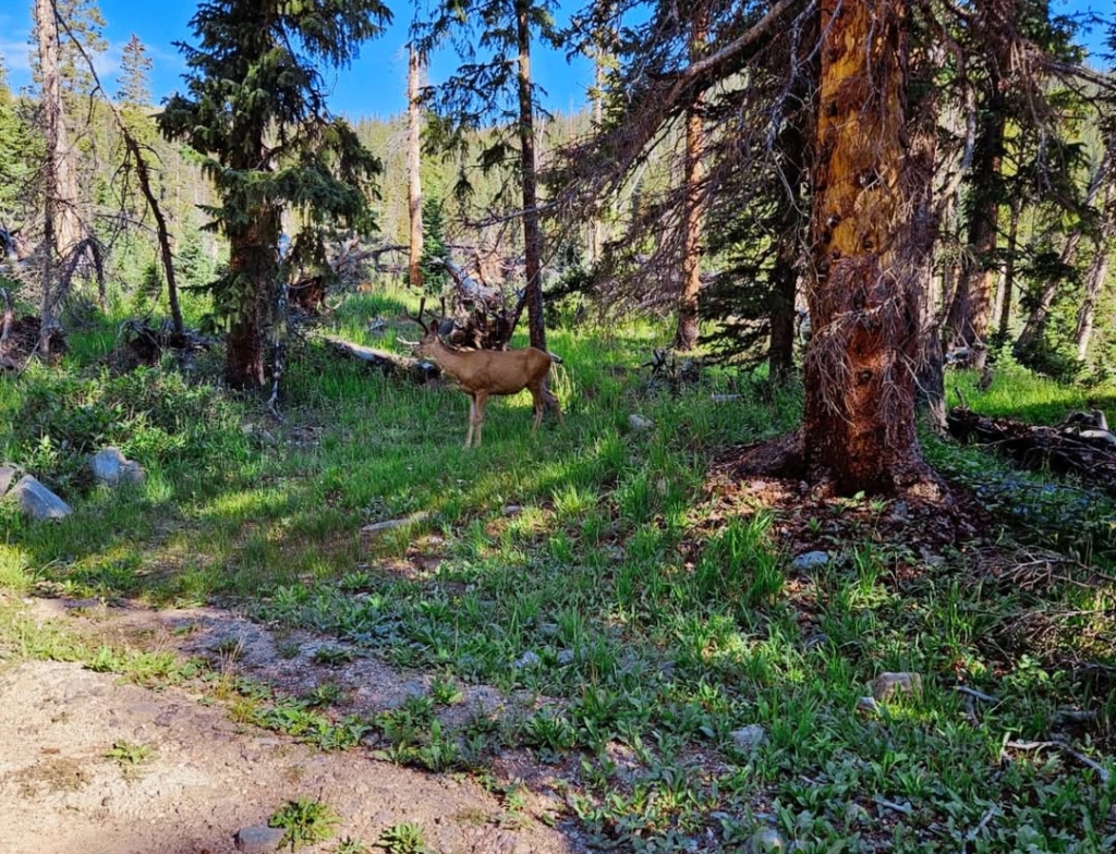 Silver Dollar Lake Trail consitions