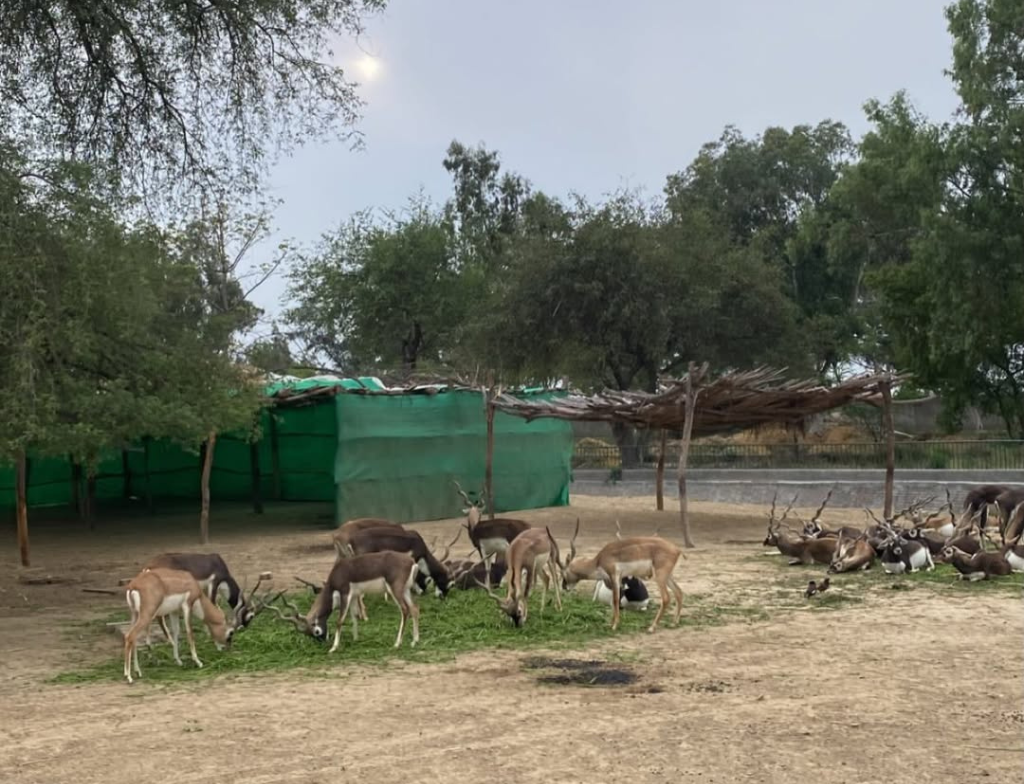 lahore zoo attraction